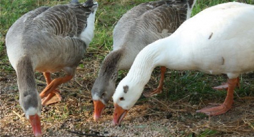 Jak a čím krmit husy?